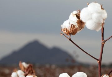 Sustainable-Cotton-Suppliers-scaled